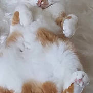 Athur is registered to the contest to win money with this photo: cat, ginger_cat, white_fur, fluffy, pet, animal, cute, lying_down, relaxed, soft_texture, furry_surface, indoor, whiskers, paws, tail, domestic_cat, close_up, resting, curious, fur_pattern