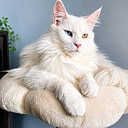Venus participe au concours pour gagner de l'argent avec cette photo : animal, blue_eye, cat, cat_perch, close_up, ears, feline, fluffy_fur, heterochromia, indoor, paw, pet, pink_nose, portrait, relaxed, resting, soft_texture, whiskers, white_cat, yellow_eye