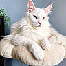 animal, blue_eye, cat, cat_perch, close_up, ears, feline, fluffy_fur, heterochromia, indoor, paw, pet, pink_nose, portrait, relaxed, resting, soft_texture, whiskers, white_cat, yellow_eye