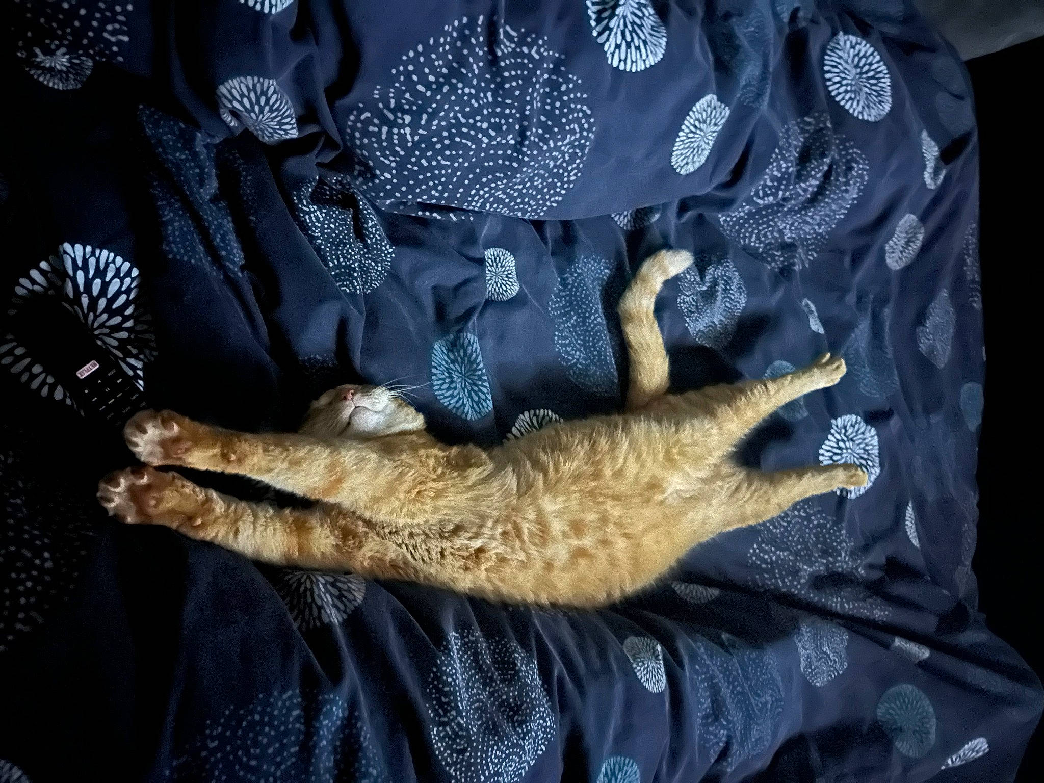 Ponyo participe au concours pour gagner de l'argent avec cette photo : carnivore, claw, comfort, electric_blue, embellishment, fashion_accessory, felidae, fur, gesture, glove, human_leg, linens, nail, pattern, safety_glove, sleeve, small_to_medium_sized_cats, tail, textile, wrist