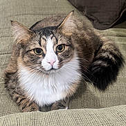 Noah joined the competition — help win amazing prizes! cat, fluffy, tabby, white_fur, pink_nose, whiskers, couch, indoor, pet, relaxed, feline, sitting, closeup, fur, tail, ears, eyes, portrait, domestic_animal, cozy