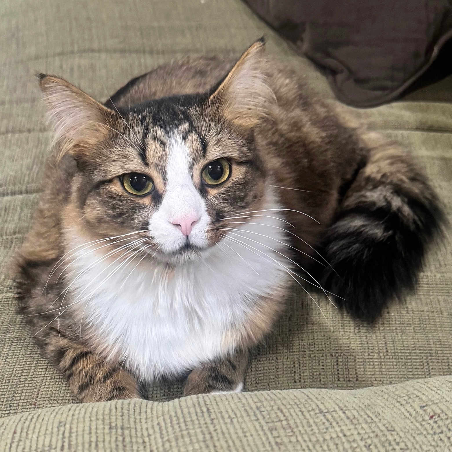 Noah joined the competition — help win amazing prizes! cat, fluffy, tabby, white_fur, pink_nose, whiskers, couch, indoor, pet, relaxed, feline, sitting, closeup, fur, tail, ears, eyes, portrait, domestic_animal, cozy