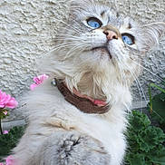 Crystal a rejoint le concours — aidez-le/la à gagner de superbes lots ! cat, blue_eyes, paw, fluffy_fur, collar, pink_flowers, geraniums, whiskers, closeup, outdoor, garden, cute, feline, pet, portrait, playful, nose, plant, curious, tabby