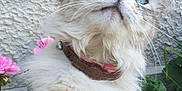 Crystal a rejoint le concours — aidez-le/la à gagner de superbes lots ! cat, blue_eyes, paw, fluffy_fur, collar, pink_flowers, geraniums, whiskers, closeup, outdoor, garden, cute, feline, pet, portrait, playful, nose, plant, curious, tabby