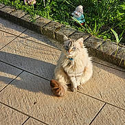Crystal participe au concours pour gagner de l'argent avec cette photo : cat, fluffy_cat, blue_eyes, tail, collar, bell, patio, tiles, sunlight, shadow, garden, gnome, garden_statue, grass, plants, flowerbed, outdoor, pet, paws, sitting