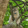 Crystal participe au concours pour gagner de l'argent avec cette photo : cat, tree, leaves, branch, collar, bell, fluffy, longhair, blue_eyes, outdoor, nature, foliage, trunk, bark, pet, climbing, portrait, closeup, sitting, wildlife