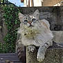 Crystal participe au concours pour gagner de l'argent avec cette photo : cat, blue_eyes, long_fur, whiskers, paws, collar, concrete_ledge, brick_wall, ivy, outdoor, sunlight, portrait, close_up, relaxed, pet, stairs, fence, domestic, nature, fluffy