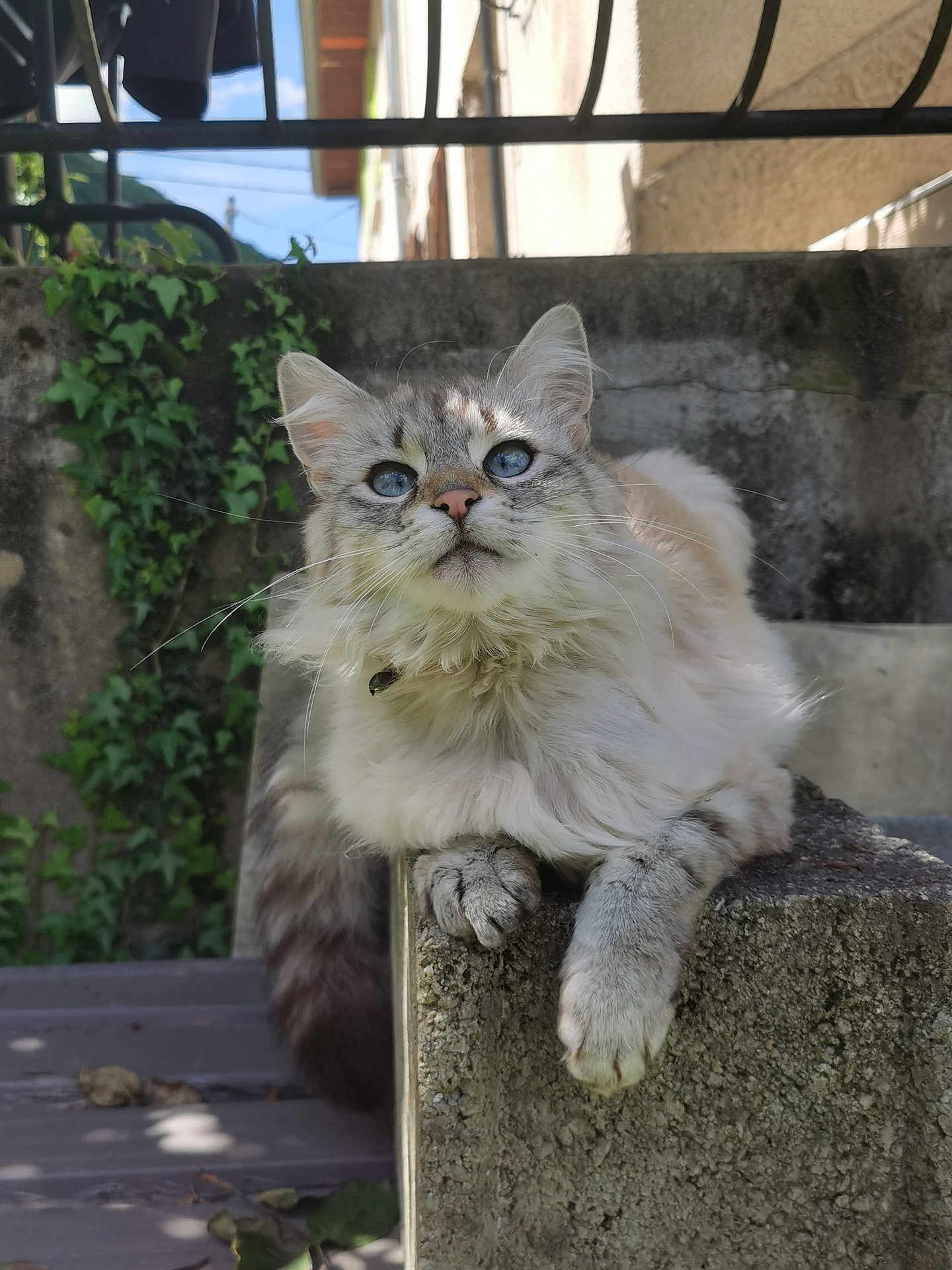 Crystal participe au concours pour gagner de l'argent avec cette photo : cat, blue_eyes, long_fur, whiskers, paws, collar, concrete_ledge, brick_wall, ivy, outdoor, sunlight, portrait, close_up, relaxed, pet, stairs, fence, domestic, nature, fluffy