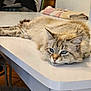 Crystal a rejoint le concours — aidez-le/la à gagner de superbes lots ! cat, feline, pet, blue_eyes, fluffy, long_hair, whiskers, table, countertop, indoor, relaxed, lying_down, sleepy, domestic_cat, portrait, closeup, fur, cute, home, furniture