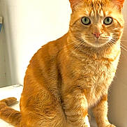 Papouf participe au concours pour gagner de l'argent avec cette photo : cat, ginger_cat, feline, pet, animal, whiskers, fur, sitting, curious_eyes, indoor, close_up, portrait, cute, mammal, domestic_animal, orange_fur, tabby, soft_texture, calm, looking_at_camera