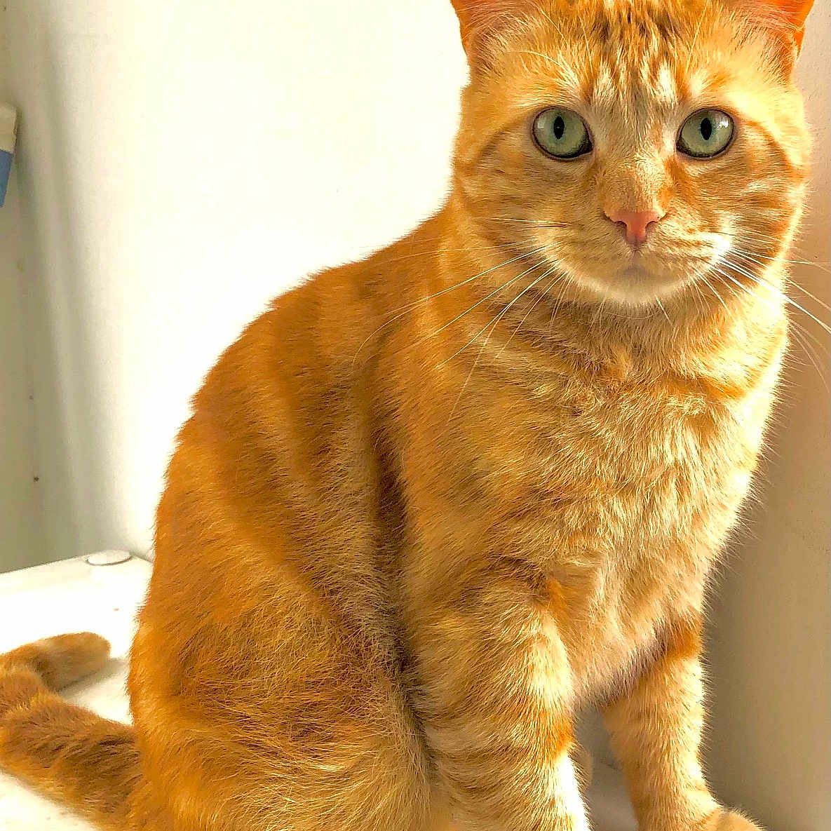 Papouf participe au concours pour gagner de l'argent avec cette photo : animal, calm, cat, close_up, curious_eyes, cute, domestic_animal, feline, fur, ginger_cat, indoor, looking_at_camera, mammal, orange_fur, pet, portrait, sitting, soft_texture, tabby, whiskers