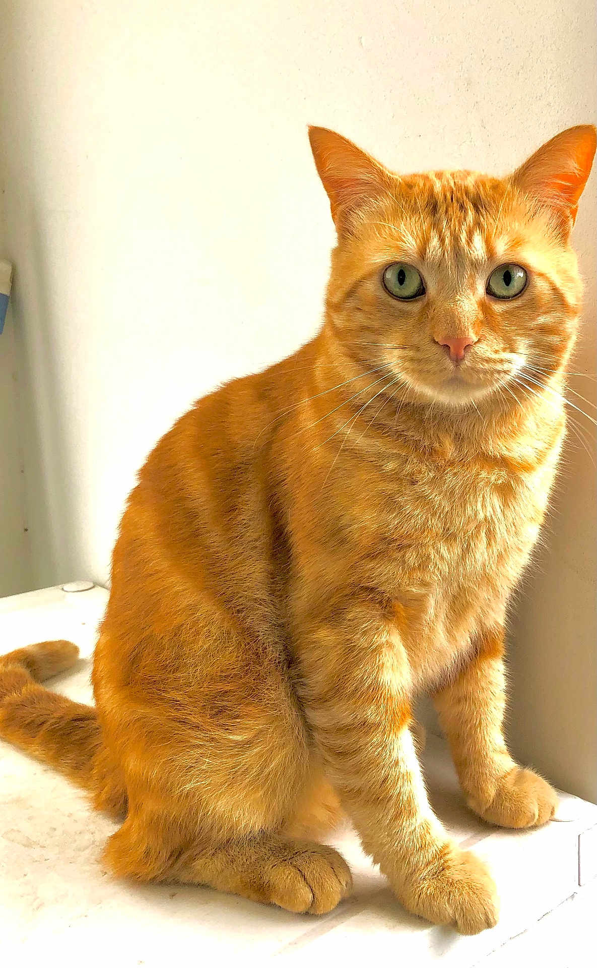 Papouf participe au concours pour gagner de l'argent avec cette photo : cat, ginger_cat, feline, pet, animal, whiskers, fur, sitting, curious_eyes, indoor, close_up, portrait, cute, mammal, domestic_animal, orange_fur, tabby, soft_texture, calm, looking_at_camera