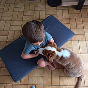 Atchoum participe au concours pour gagner de l'argent avec cette photo : animal, barefoot, bench, boy, brown_and_white_dog, casual_clothing, child, cozy, cushion, dog, floor, furniture, home, human, indoor, interaction, nuzzling, pet, playing, tile_floor