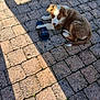 Atchoum a rejoint le concours — aidez-le/la à gagner de superbes lots ! brick_patio, brown, curious, daylight, dog, footwear, fur, ground, outdoor, paw, pet, playful, puppy, resting, sandal, shadow, sunlight, texture, white, young_dog
