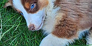 Atchoum participe au concours pour gagner de l'argent avec cette photo : adorable, animal, blue_eyes, canine, closeup, cute, dog, fluffy, fur, grass, lying_down, mammal, nature, outdoor, pet, playful, portrait, puppy, relaxed, young