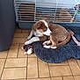 Atchoum participe au concours pour gagner de l'argent avec cette photo : animal, bed, brown, bunny, cage, companion, cozy, cute, dog, floor_tiles, fur, indoor, monkey_toy, pet, puppy, rabbit, resting, stuffed_toy, toy, white