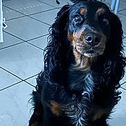 Lady a rejoint le concours — aidez-le/la à gagner de superbes lots ! dog, black_and_tan, long_hair, floppy_ears, sitting, pet, animal, portrait, close_up, indoors, tile_floor, brown_markings, black_fur, curly_fur, looking_at_camera, nose, eyes, chest_fur, home, companion