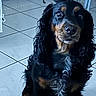 dog, black_and_tan, long_hair, floppy_ears, sitting, pet, animal, portrait, close_up, indoors, tile_floor, brown_markings, black_fur, curly_fur, looking_at_camera, nose, eyes, chest_fur, home, companion