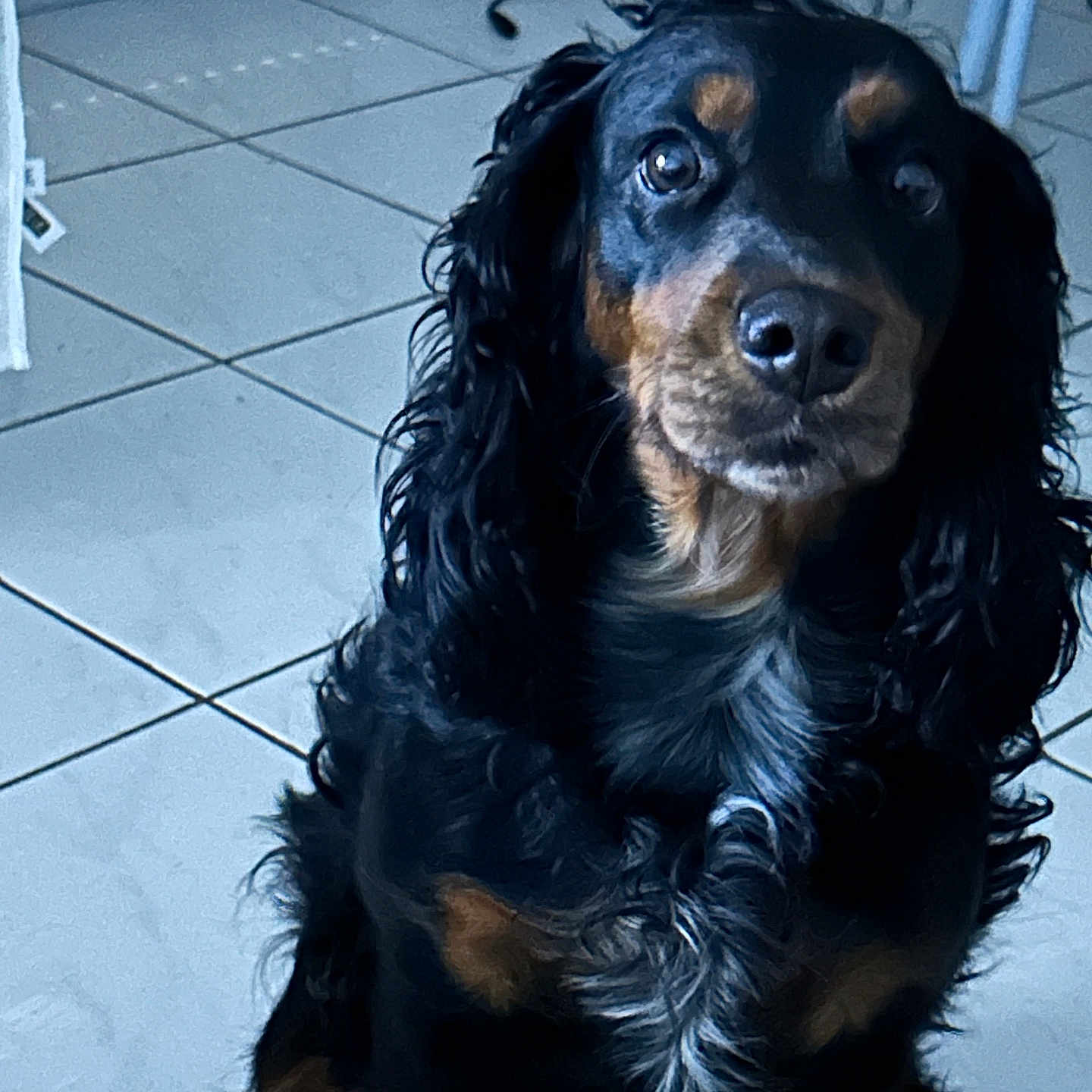 Lady