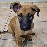 Arés participe au concours pour gagner de l'argent avec cette photo : puppy, dog, pet, animal, brown, black_muzzle, ears, floor, tile, indoor, cute, sitting, looking_up, young, canine, adorable, waiting, home, domestic, fur