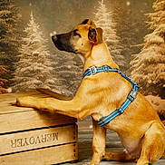 Arés a rejoint le concours — aidez-le/la à gagner de superbes lots ! animal, background, brown_fur, canine, decor, dog, floor, furniture, harness, indoor, looking_away, paw, pet, pine_trees, portrait, side_view, snow, studio, winter, wooden_crate