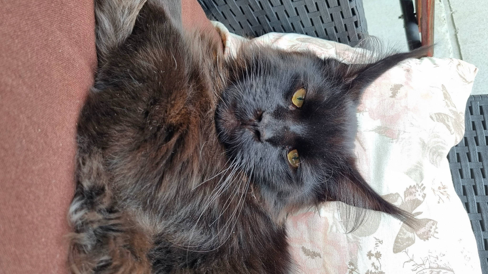 Smoky a rejoint le concours — aidez-le/la à gagner de superbes lots ! black_cat, bombay, carnivore, cat, chartreux, claw, domestic_short_haired_cat, ear, eye, fawn, felidae, fur, paw, plant, small_to_medium_sized_cats, tail, terrestrial_animal, tree, whiskers, window