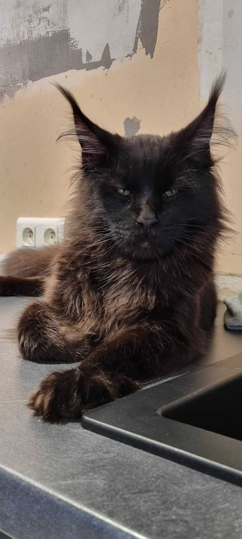 Smoky a rejoint le concours — aidez-le/la à gagner de superbes lots ! black_cat, box, carnivore, cat, claw, domestic_short_haired_cat, felidae, fur, grey, monochrome_photography, paw, small_to_medium_sized_cats, snout, tail, whiskers, window