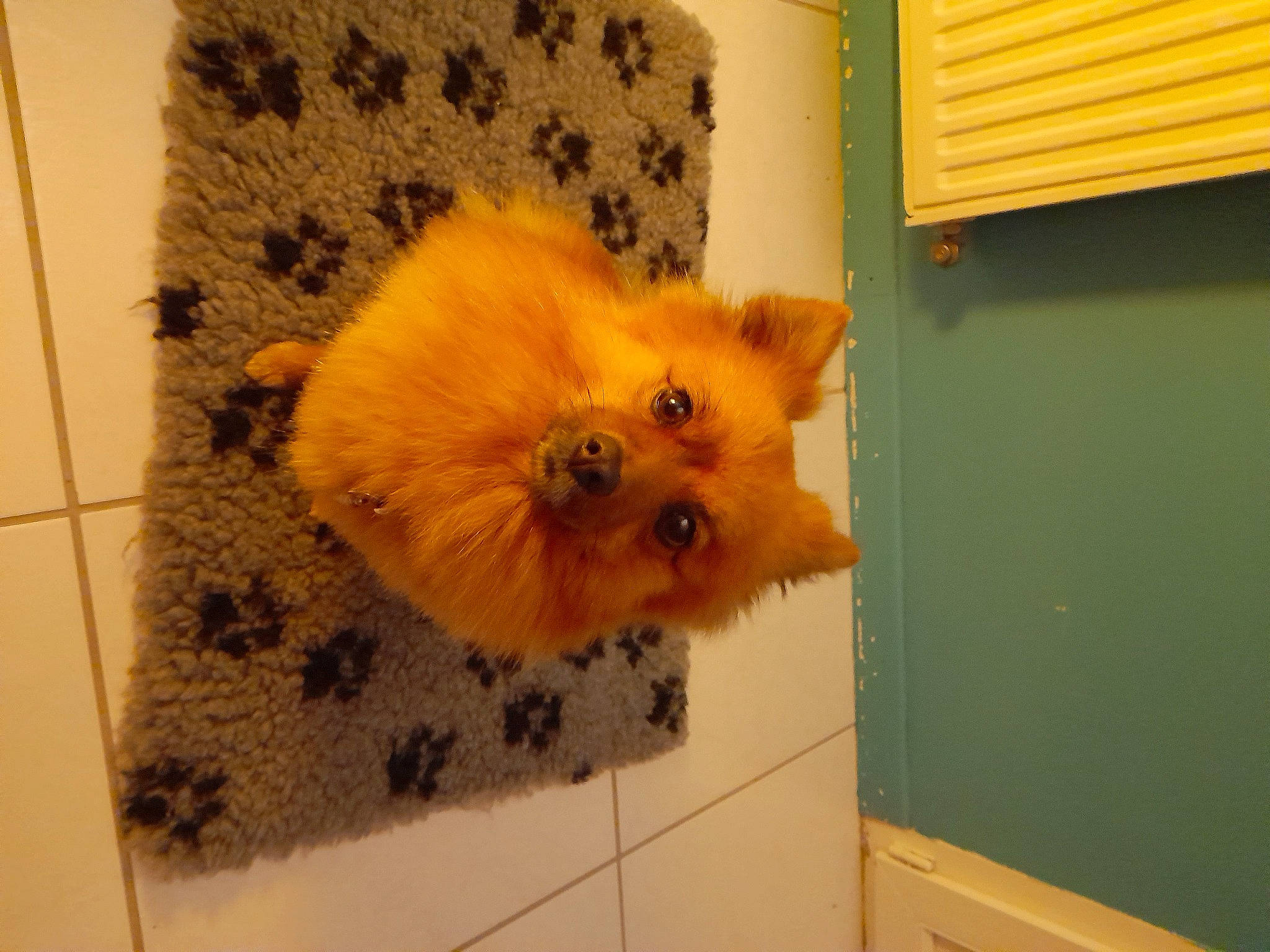 Oups a rejoint le concours — aidez-le/la à gagner de superbes lots ! cabinetry, canidae, dog_breed, fawn, flooring, fur, hamster, hardwood, insect, mouse, muroidea, pattern, rodent, room, snout, tail, tile_flooring, whiskers, wood