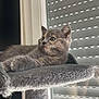 Jul a rejoint le concours — aidez-le/la à gagner de superbes lots ! kitten, cat, gray_cat, cat_tree, window, indoor, pet, feline, animal, soft_light, curious, relaxed, fluffy, whiskers, ears, paws, resting, cozy, home, young_cat