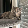 Jul a rejoint le concours — aidez-le/la à gagner de superbes lots ! kitten, cat, gray_cat, feline, pet, animal, cute, young, fluffy, resting, indoors, window, blinds, perch, soft_surface, curious, looking, paw, whiskers, ears