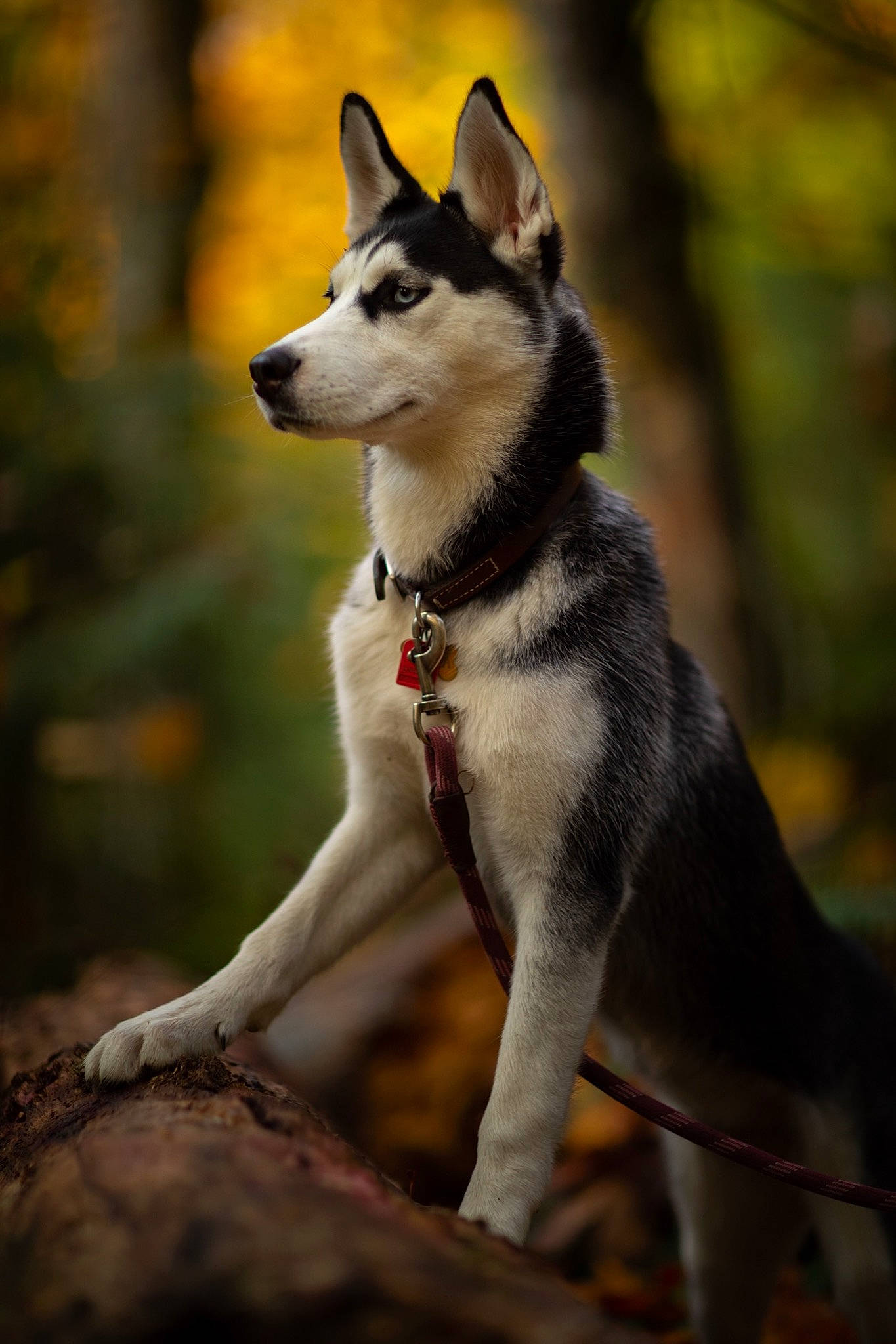 Sakira is registered to the contest to win money with this photo: canidae, carnivore, collar, companion_dog, dog, dog_breed, fawn, forest, fur, leash, plant, sled_dog, snout, sporting_group, tail, terrestrial_animal, tree, whiskers, working_animal, working_dog