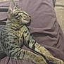 Phinx is registered to the contest to win money with this photo: cat, tabby, sleeping, relaxed, feline, pet, animal, whiskers, fur, paw, indoor, cozy, resting, mammal, striped, cute, domestic, soft, closeup, comfort