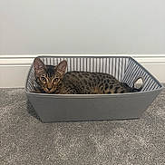 Phinx is registered to the contest to win money with this photo: cat, basket, carpet, indoor, animal, pet, feline, spotted, gray, relaxed, resting, floor, home, curious, ears, whiskers, striped, looking, cozy, container