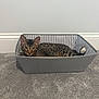 cat, basket, carpet, indoor, animal, pet, feline, spotted, gray, relaxed, resting, floor, home, curious, ears, whiskers, striped, looking, cozy, container