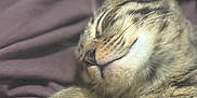 Phinx joined the competition — help win amazing prizes! cat, tabby, sleeping, cozy, blanket, fur, whiskers, pet, animal, cute, relaxation, closeup, domestic, mammal, peaceful, resting, soft, cute_animal, indoor, feline