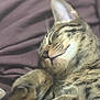 cat, tabby, sleeping, cozy, blanket, fur, whiskers, pet, animal, cute, relaxation, closeup, domestic, mammal, peaceful, resting, soft, cute_animal, indoor, feline