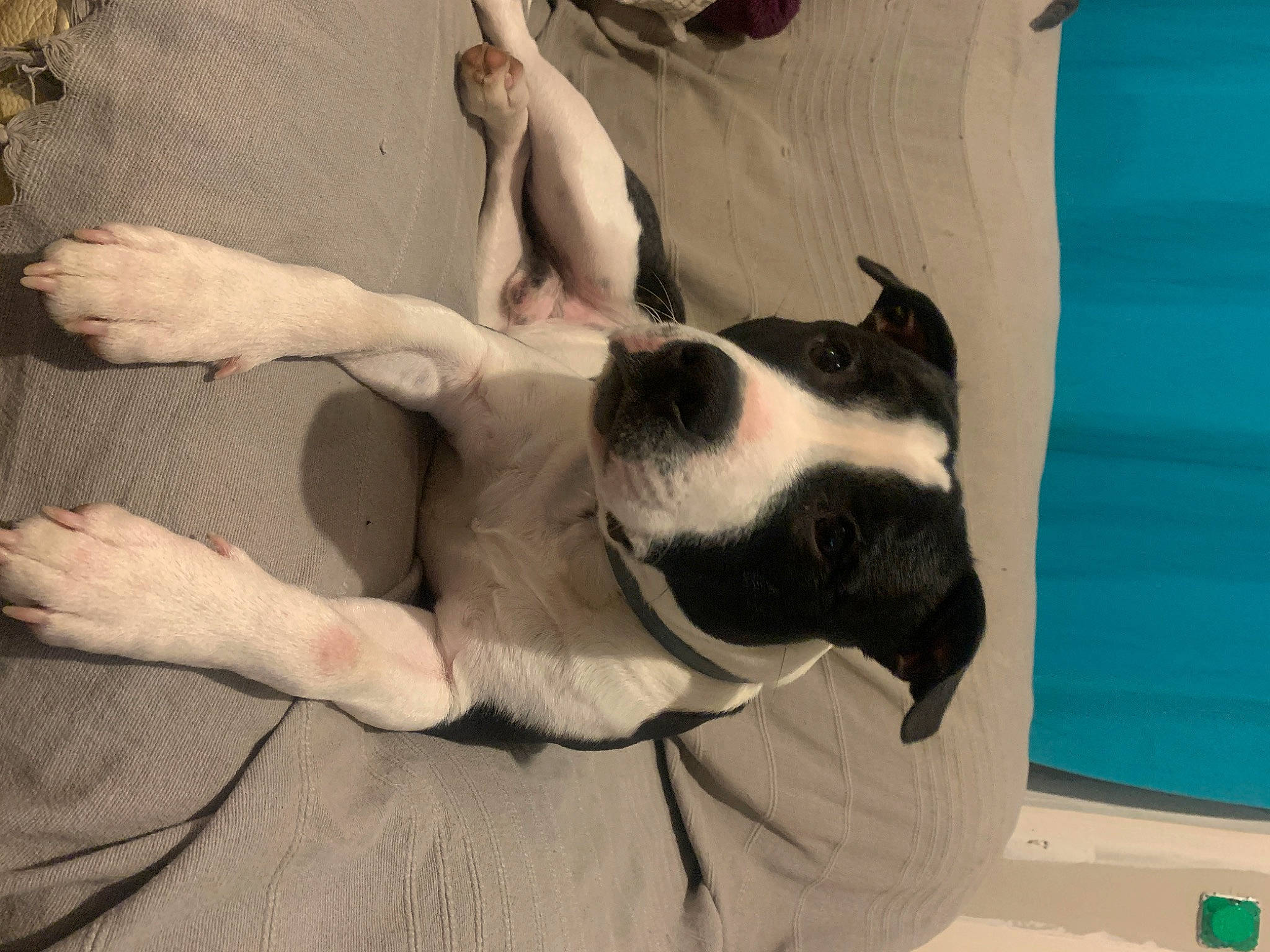 Titan participe au concours pour gagner de l'argent avec cette photo : canidae, carnivore, comfort, companion_dog, dog, dog_breed, ear, elbow, fawn, fur, gesture, human_leg, jaw, mammal, paw, snout, sporting_group, vertebrate, working_animal, wrist