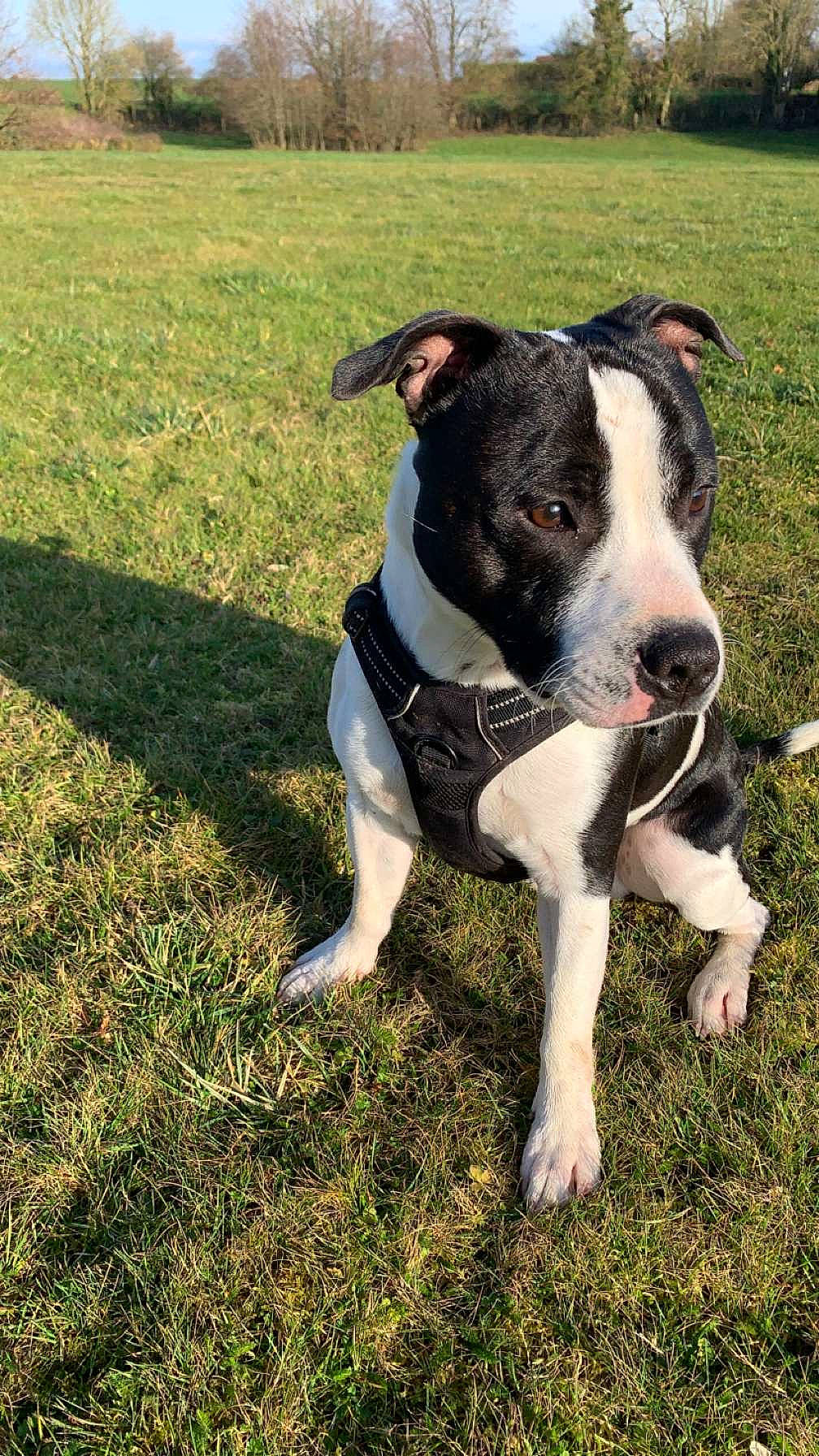 Titan a rejoint le concours — aidez-le/la à gagner de superbes lots ! adventure, canidae, carnivore, collar, companion_dog, dog, dog_breed, dog_collar, fawn, grass, non_sporting_group, plant, puppy, snout, sporting_group, tail, working_animal, working_dog