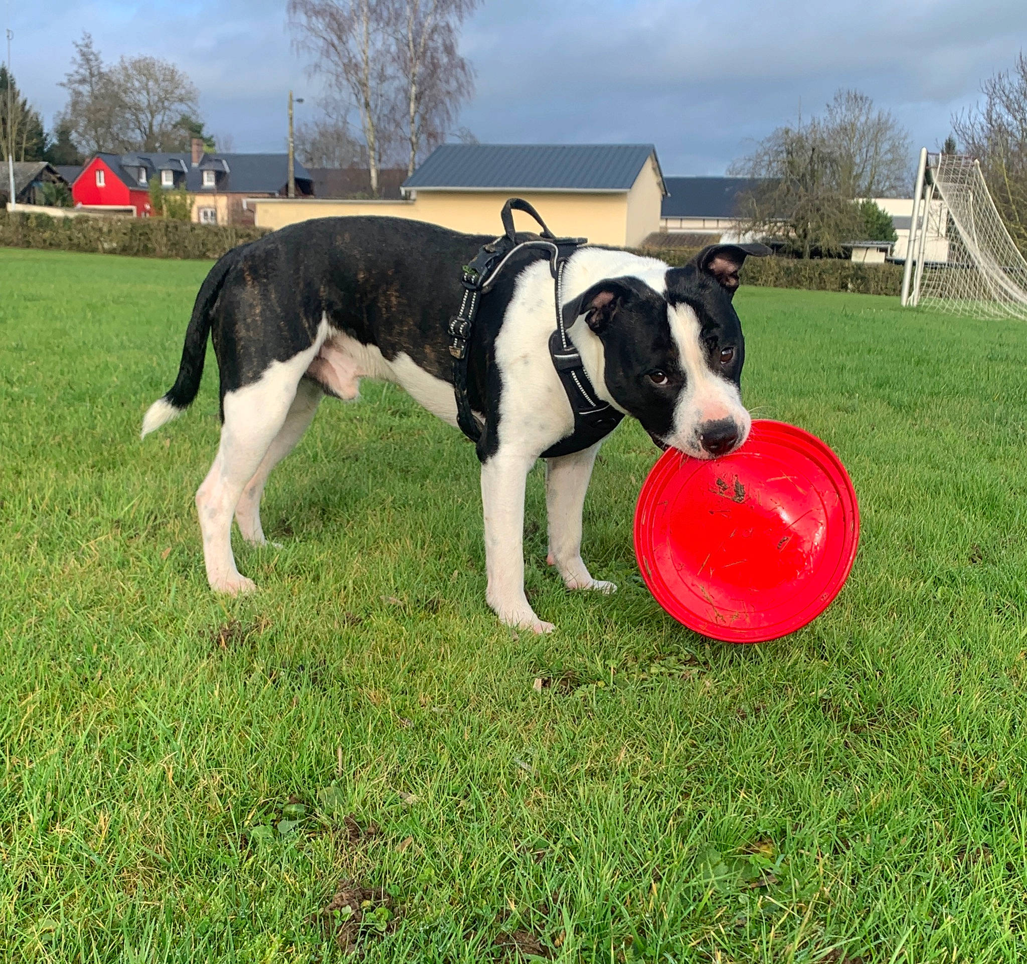 Titan a rejoint le concours — aidez-le/la à gagner de superbes lots ! canidae, carnivore, cloud, collar, companion_dog, dog, dog_breed, dog_sports, dog_supply, flying_disc, grass, plant, recreation, sky, snout, sporting_group, sports_toy, tail, tree, working_animal