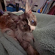 Pixie joined the competition — help win amazing prizes! animal, blanket, blue_eye, cat, closeup, clothing, collectibles, cozy, curious, ear, fluffy_fur, fur, furniture, home, indoor, pet, portrait, relaxed, shelf, whiskers