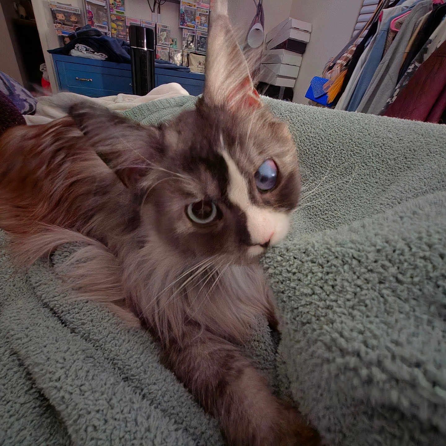 Pixie