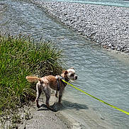 Vanéo participe au concours pour gagner de l'argent avec cette photo : animal, canine, curious, daylight, dog, grass, greenery, leash, nature, outdoor, pet, river, riverbank, rocks, sand, shallow_water, small_dog, standing, sunlight, water