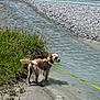 animal, canine, curious, daylight, dog, grass, greenery, leash, nature, outdoor, pet, river, riverbank, rocks, sand, shallow_water, small_dog, standing, sunlight, water