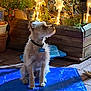 Vanéo a rejoint le concours — aidez-le/la à gagner de superbes lots ! animal, blue_mat, collar, concrete_floor, decorations, dog, evening, fur, garden, lights, night, outdoor, pet, plant_pots, potted_plants, quiet, relaxed, side_view, star_lights, wooden_planter