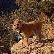 Charlie joined the competition — help win amazing prizes! adventure, alert, animal, brown, bush, canine, collar, dog, fur, landscape, nature, outdoor, pet, rock, standing, sunlight, tail, tree, wilderness, wildlife