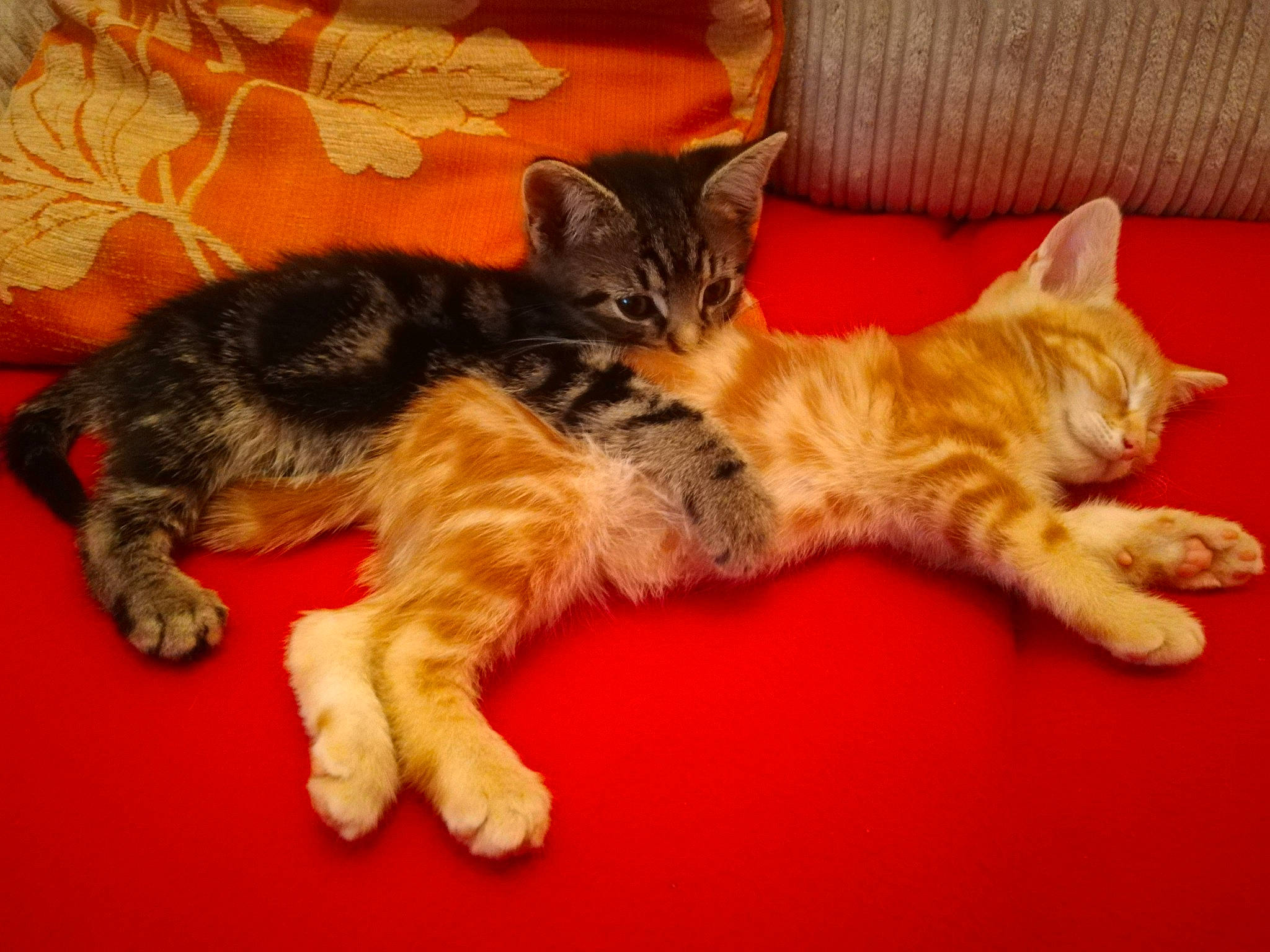 Coco And Chanel joined the competition — help win amazing prizes! asian, carnivore, cat, claw, domestic_short_haired_cat, dragon_li, european_shorthair, felidae, fur, kitten, kurilian_bobtail, mammal, oriental_longhair, paw, pixie_bob, small_to_medium_sized_cats, tabby_cat, tail, vertebrate, whiskers