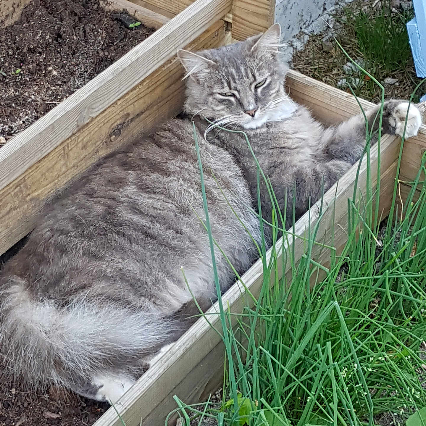 Réglisse participe au concours pour gagner de l'argent avec cette photo : cat, gray_cat, fluffy, relaxed, sleepy, planter_box, wooden_box, garden, grass, outdoor, pet, animal, feline, nature, soil, resting, paw, whiskers, ears, tail
