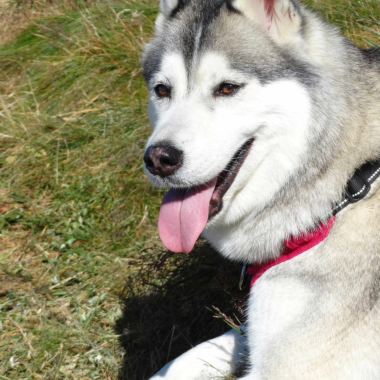 Poupette a rejoint le concours — aidez-le/la à gagner de superbes lots ! dog, siberian_husky, tongue_out, outdoor, grass, pet, canine, animal, fur, happy, sunlight, nature, muzzle, ears, collar, tongue, close_up, resting, summer, portrait