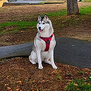 Poupette participe au concours pour gagner de l'argent avec cette photo : animal, building, canine, daylight, dog, fallen_leaves, grass, husky, leash, outdoor, park, pavement, pet, portrait, red_harness, residential_area, siberian_husky, sitting, street, tree
