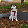 animal, building, canine, daylight, dog, fallen_leaves, grass, husky, leash, outdoor, park, pavement, pet, portrait, red_harness, residential_area, siberian_husky, sitting, street, tree